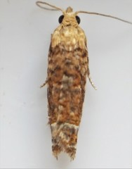 Eucosma ochrocephala