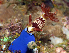 Nembrotha