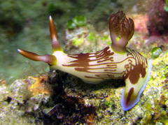 Nembrotha
