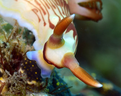 Nembrotha
