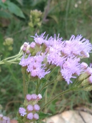 Chromolaena hirsuta