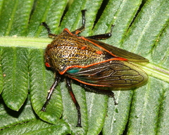 Metcalfiella erecta