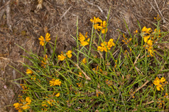 Genista salzmannii