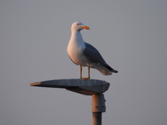 Larus michahellis