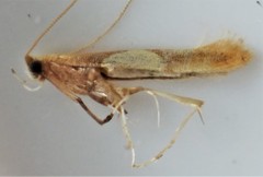 Caloptilia packardella