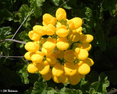 Calceolaria integrifolia
