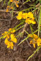 Genista salzmannii
