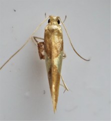 Caloptilia packardella