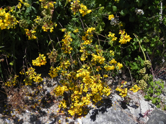 Calceolaria integrifolia