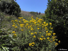 Calceolaria integrifolia