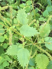 Urtica membranacea
