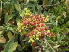 Calceolaria integrifolia