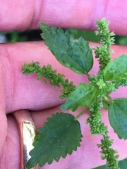 Urtica membranacea