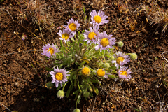 Erigeron poliospermus