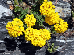 Calceolaria integrifolia