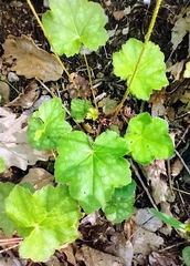 Heuchera longiflora