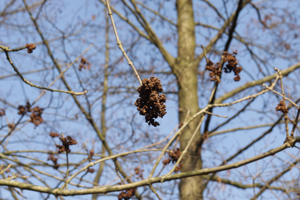 Ash Key Gall Mite from Heiden, Deutschland on March 6, 2022 at 10:43 AM ...