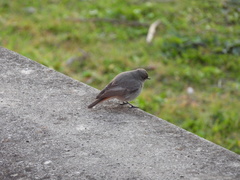 Phoenicurus ochruros