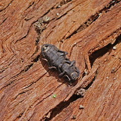 Phloeodes diabolicus