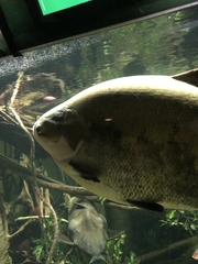 Colossoma macropomum