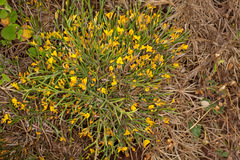 Genista sardoa