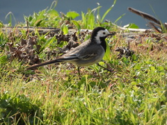 Motacilla alba