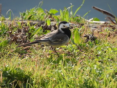 Motacilla alba