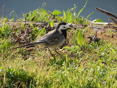 Motacilla alba