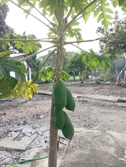 Carica papaya
