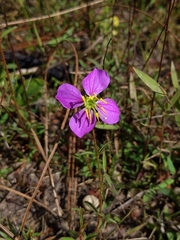 Rhexia cubensis