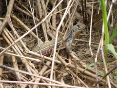 Leiolepis belliana