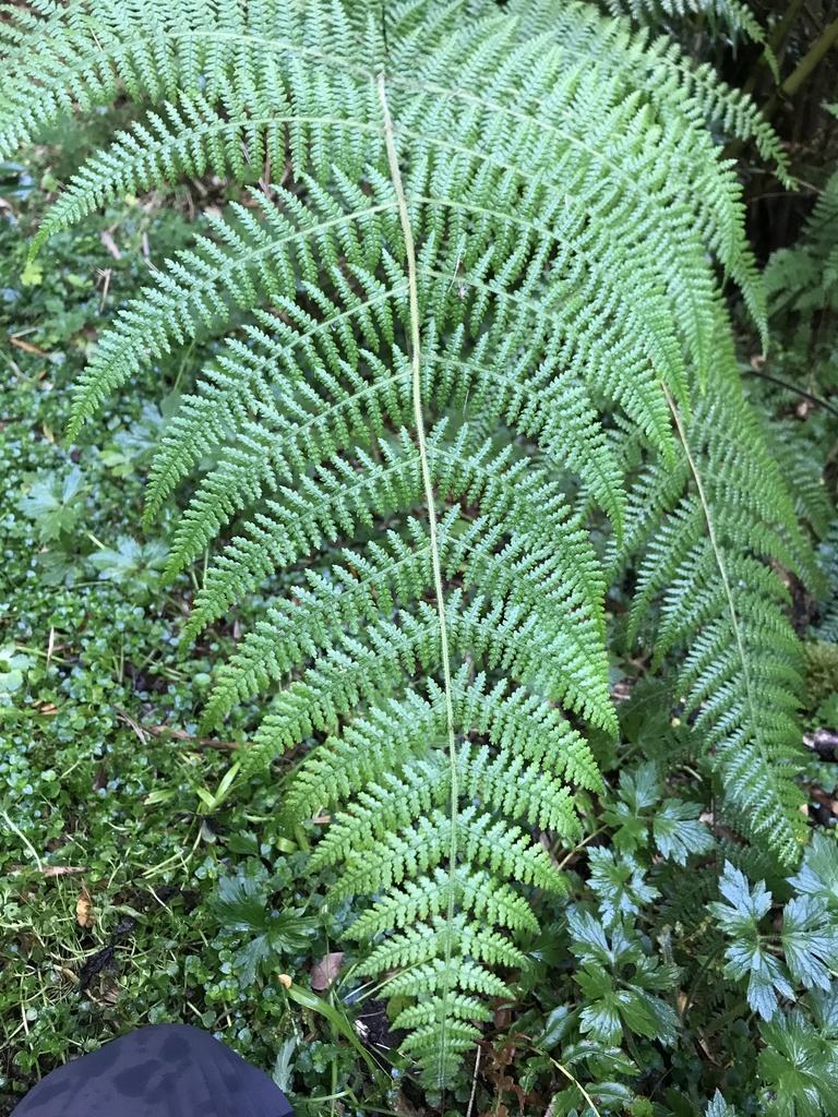 Ruddy ground fern