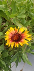 Gaillardia × grandiflora