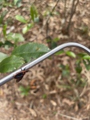 Rhiginia cinctiventris