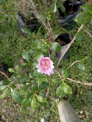 Leuenbergeria quisqueyana