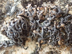 Menegazzia aeneofusca