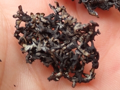 Menegazzia aeneofusca