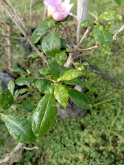 Leuenbergeria quisqueyana