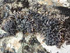 Menegazzia aeneofusca