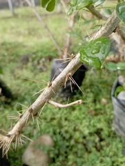 Leuenbergeria quisqueyana