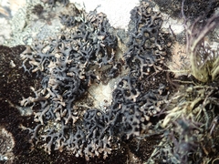 Menegazzia aeneofusca