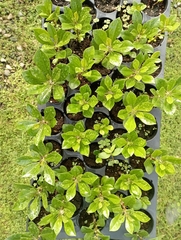Leuenbergeria quisqueyana