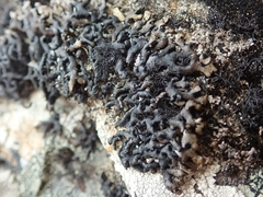 Menegazzia aeneofusca