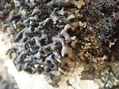 Menegazzia aeneofusca