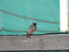Phoenicurus ochruros