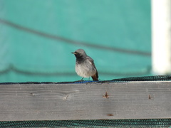 Phoenicurus ochruros