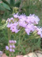 Chromolaena hirsuta