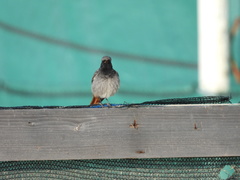 Phoenicurus ochruros