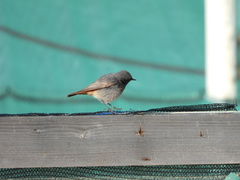 Phoenicurus ochruros