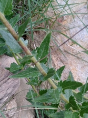 Chromolaena hirsuta